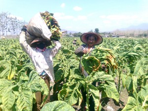 Petani saat memetik daun tembakau pada musim lalu. Tahun ini luas area dan kebutuhan tembakau di Kabupaten Sumenep diprediksi naik dibanding tahun sebelumnya.