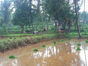 SEMANGAT. Warga Kecamatan Ganding sedang menanam padi yang kedua kalinya. Mereka mengaku enggan menanam tembakau karena harga tembakau sejak beberapa tahun terakhir anjlok.