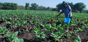 Petani sedang merawat tanaman tembakau, pada musim kemarin.
