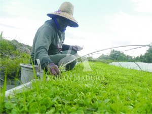 BEKERJA. Salah seorang petani di Desa Tobungan, Kecamatan Galis, Pamekasan, tengah mencabuti rumput pada bidang penyemaian bibit tembakaunya.
