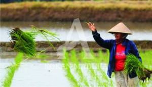 MENINGKAT. Para petani di Kabupaten Pamekasan kembali menanam padi. Jumlah areal pertanian yang ditanami padi di musim kemarau ini diperkirakan meningkat dibanding tahun lalu karena masih tingginya curah hujan.