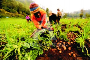 MENJERIT. Harga jual kentang ditingkat petani merosot meski memasuki musim panen.