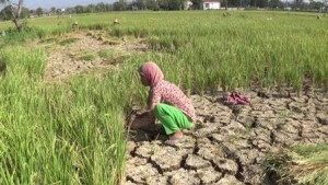 TANDUS. Warga sedang menyabit tanaman padi untuk dijadikan pakan ternaknya, Rabu (29/7). Akibat kekeringan yang melanda padi milik petani Desa Nambakor dan Patean gagal panen.