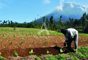 DIPREDIKSI MENINGKAT. Tanaman tembakau petani di wilayah Kabupaten Probolinggo mulai tumbuh sejak masa tanam.