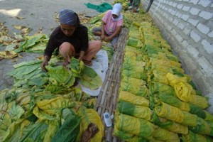 Tembakau Pameksan Madura