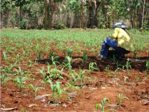 TAK MENYERAH. Petani mulai melakukan penanaman jagung dimusim kemarau karena dinilai tidak begitu banyak membutuhkan air.