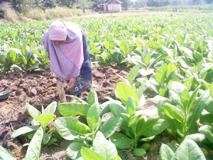 BERCOCOK TANAM. Warga Taman Sareh ketika melakukan kegiatan cocok tanam tembakau di lahannya, Kamis (6/8).