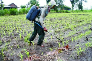 MASA TANAM KEDUA. Petani Bawang Merah beralih menanam tanaman palawija lantaran harga murah dan mahalnya bibit merak memilih menanam lainnya.