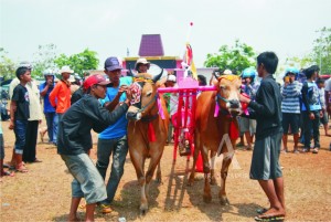 KARAPAN SAPI. Karapan sapi yang menjadi tradisi masyarakat Madura yang digelar di lapangan karapan sapi RP. Moh. Noer Kampung Skep, Kelurahan Bancaran, Kecamatan Kota.