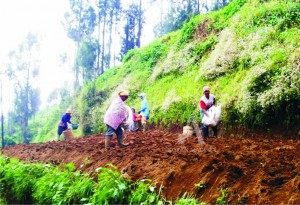 SIAP TANAM. Menunggu hujan datang, petani kentang di wilayah Sukapura Kabupaten Probolinggo sudah mempersiapkan lahan.
