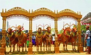 SAPI LOTRENGAN. Tiga pasang sapi betina sedang mengikuti festivas sapi lotrengan yang digelar di Stadion R. Soenarto Pamekasan, Minggu (25/10).