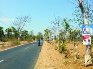 DIBIARKAN. Sejumlah ABK pasangan Calon Bupati Sumenep, di sepanjang jalan raya di Desa Lenteng Barat, Kecamatan Lenteng, dibiarkan meskipun dipaku di pepohonan.