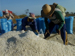 PANEN. Petani garam Kelurahan Polagan, Kota Sampang, saat memanen hasil produksi garamnya.