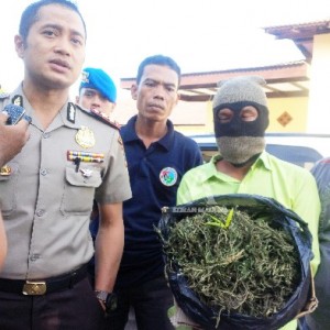 petani-sampang-tanam-ganja