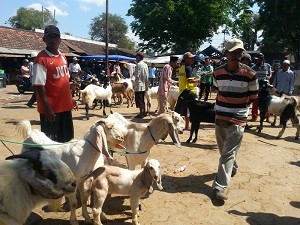RAMAI. Aktivitas Pasar Hewan di Desa Bangkal, Kecamatan Kota Sumenep, Kamis (11/8). Pada pagi hari, pasar bangkal ditempati jualan kambing dan pada sore hari sebagai tempat jualan sapi.