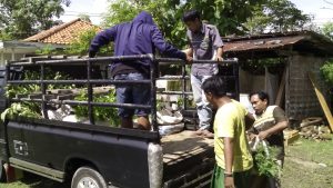 Bahu membahu menaikkan bibit pohon keatas pick up. (NWW)