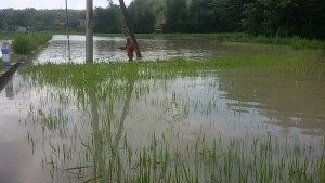 Lahan padi di Gunung Madah, Kecamatan/Kabupaten Sampang direndam banjir, kemarin.