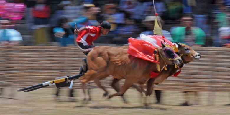 Pamekasan Punya Rencana Gelar Pawai Karapan Sapi