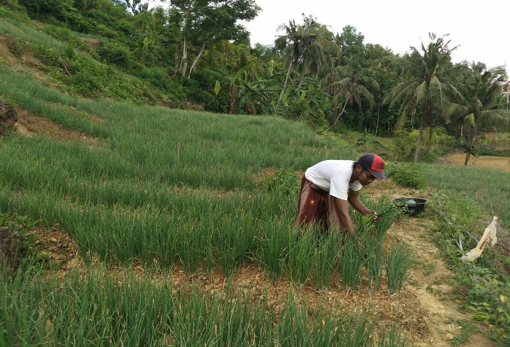 Bantuan Bawang Menumpuk di Kecamatan Rubaru