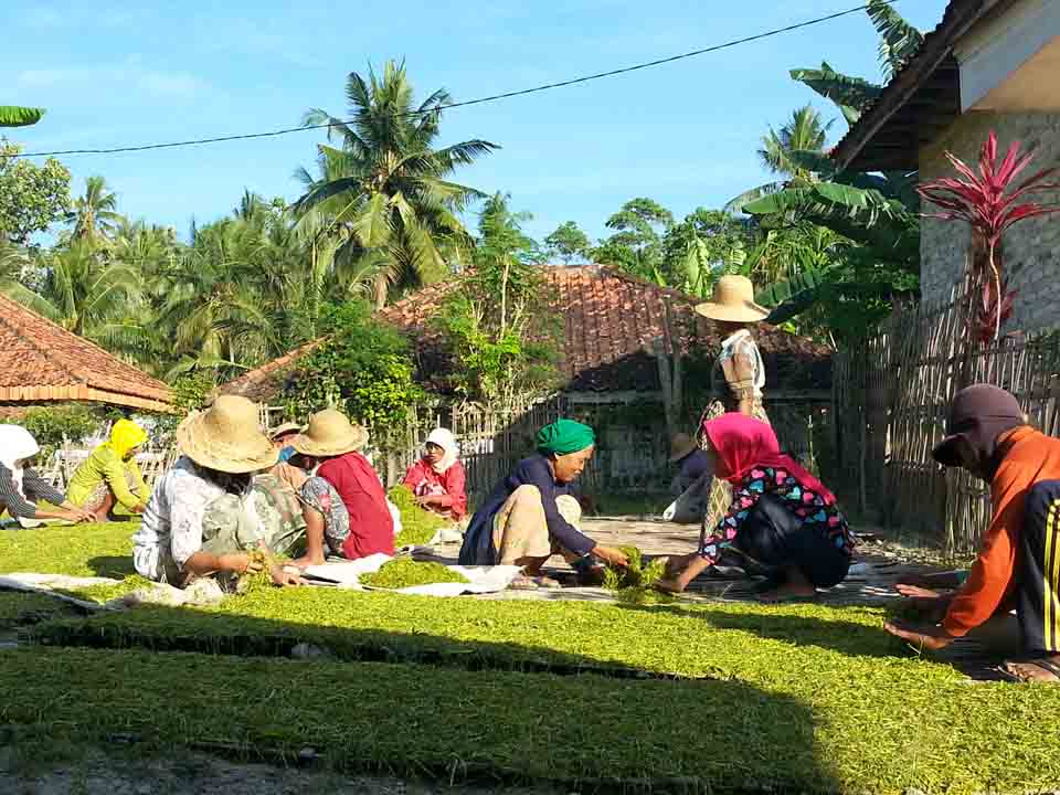 Dinas Pertanian Tak Mampu Menentukan Harga Tembakau