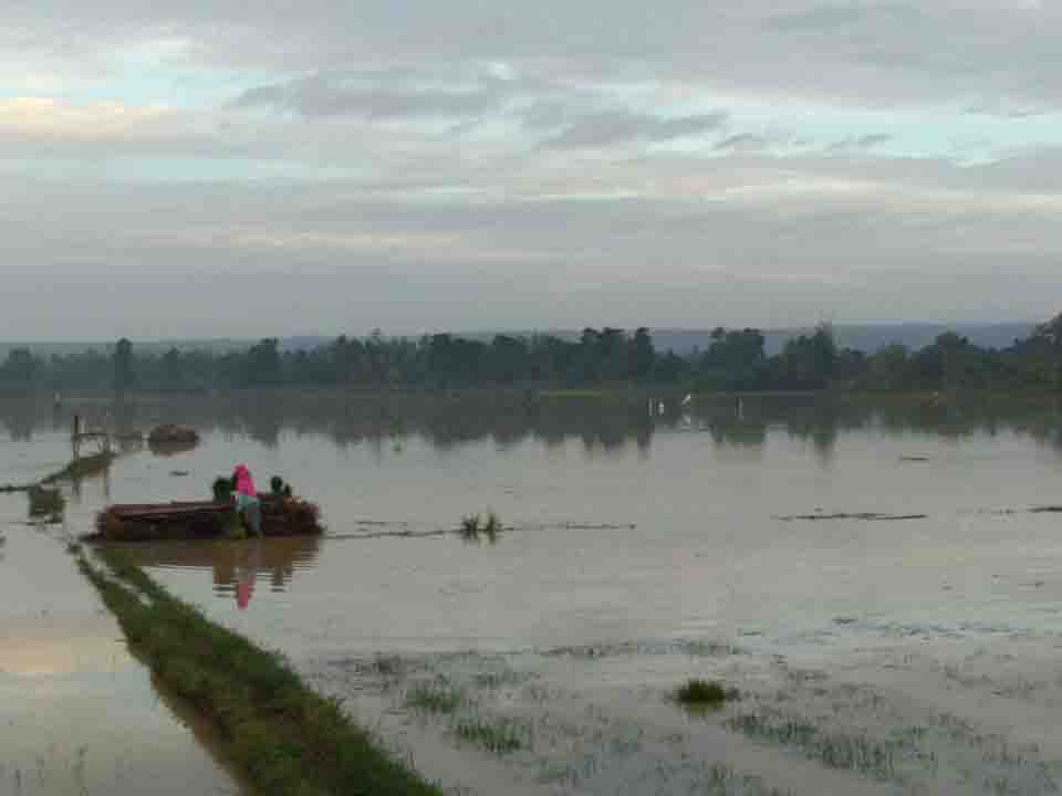 Ratusan Hektar Tanaman Padi Terendam Banjir