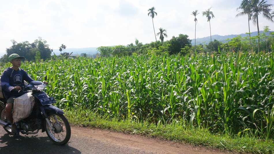 Musim Ini, Produksi Jagung Diprediksi Meningkat