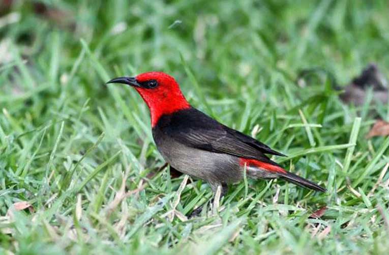Spesies Burung Bertambah, Namanya Iriana Jokowi Loh!