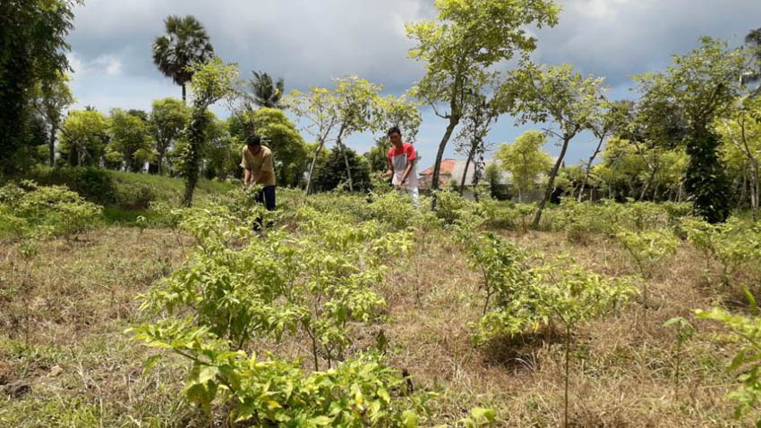 Harga Cabai Anjlok, Ini Respons DPRD Pamekasan