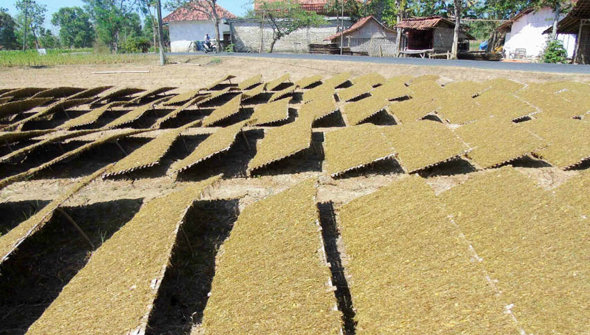 Target Pembelian Tembakau Madura Naik 1.450 Ton