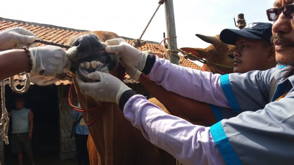 Jelang Idul Adha, Disnak Bangkalan Temukan Tiga Hewan Kurban Tak Layak Konsumsi