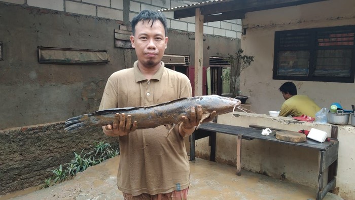 Bersihkan Lumpur Sisa Banjir, Warga di Jaksel Temukan Lele Jumbo di Kamar