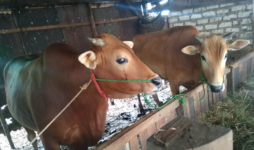 Populasi Sapi Tahun 2019 Tak Capai Target, Ini Dalih Disnak Bangkalan
