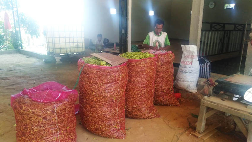 Harga Cabai Rawit di Pamekasan Anjlok, Disdag Membantah