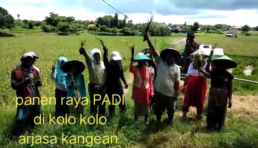 Di Tengah Bencana Nasional, Petani di Kepulauan Lakukan Panen Raya Amankan Stok Beras