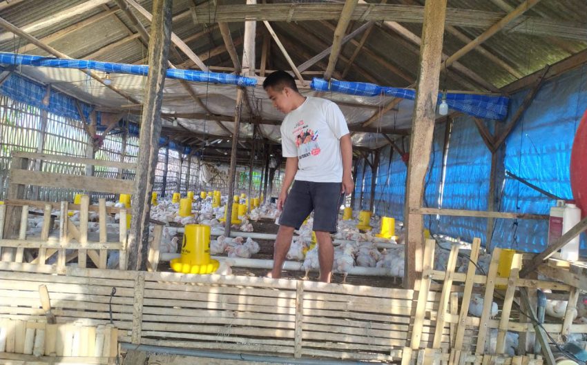 Diserbu dari Luar, Peternak Ayam di Sumenep Terancam Gulung Tikar