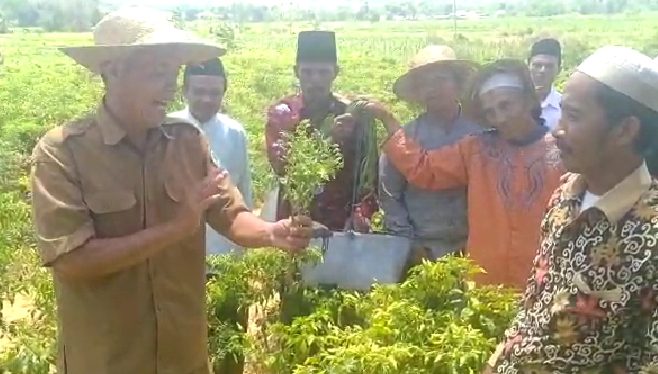 Salah Gunakan Pupuk, Cabai Rawit di Desa Banyupella Tak Berbuah