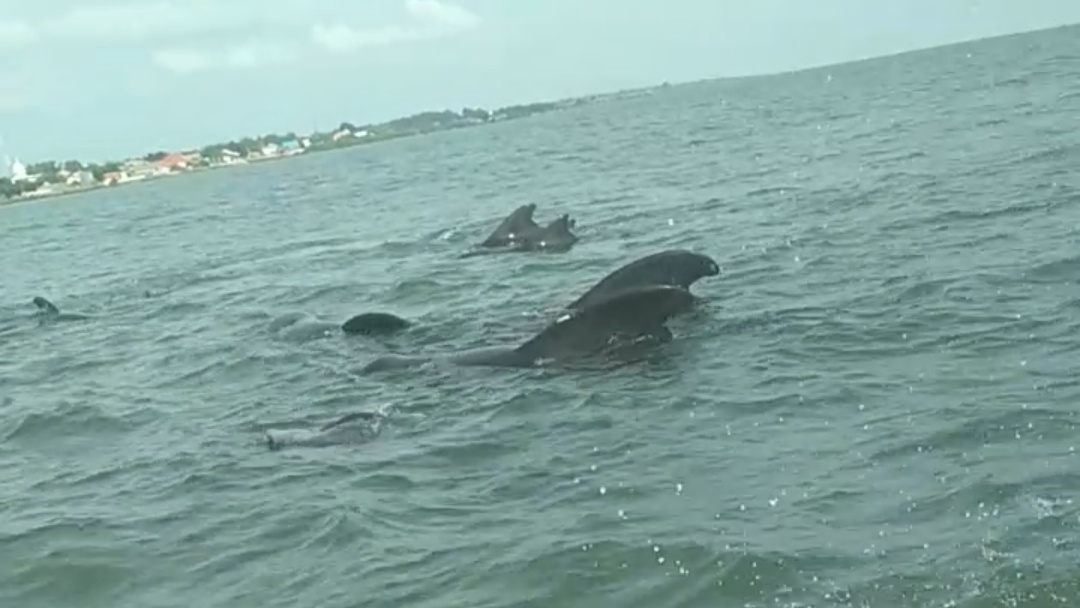 Ada Gerombolan Ikan Hiu Menepi di Pantai Modung Bangkalan