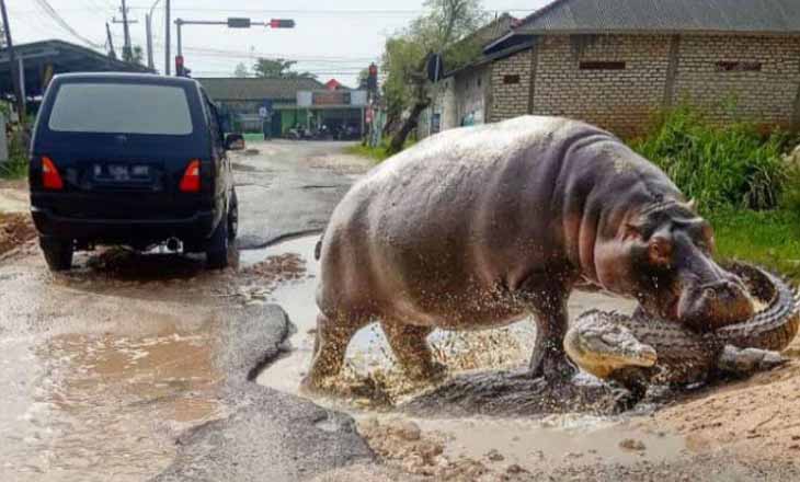 Jalan Raya Arosbaya Rusak, Pemkab Disindir dengan Gambar Badak dan Buaya
