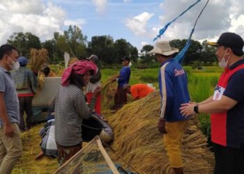 Hasil Panen Demplot Padi VUB Menjanjikan, DKPP Sumenep Kini Lirik Varietas Lain