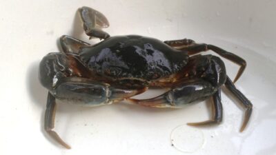 KKP gelar Budidaya Kepiting Bakau bagi para pembudidaya kepiting di Mangggarai Barat, NTT.
