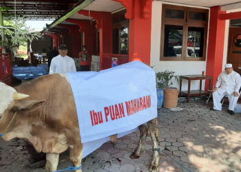 Idul Adha 1443 H, Puan Maharani Sumbang Sapi Kurban 1,3 Ton ke PDIP Jateng