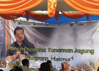 Program Makmur Tingkatkan Produktivitas Jagung 66%