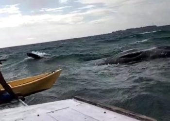 Nelayan Temukan Ikan Paus 10 Meter Mati Mengapung di Perairan Kangean