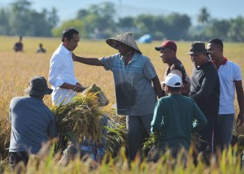 Presiden Jokowi: Surplus Beras di Maros Bisa Dikirim ke Daerah Lain