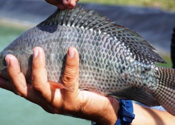 KKP Genjot Produksi Ikan Nila, Ini Keunggulannya