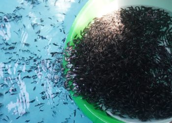 Genjot Produksi di Aceh, KKP Bantu Benih Ikan Kakap