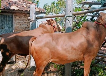 Jelang Iduladha, DKPP Pamekasan Bakal Periksa Kesehatan Hewan