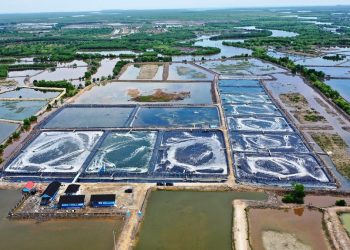 Klaster Tambak Udang Binaan KKP di Aceh Panen 80 Ton Per Tahun