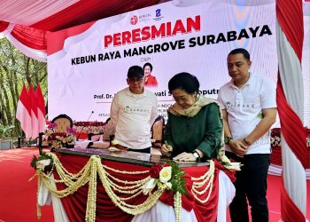 Eri Cahyadi Pekerjakan Kelompok Miskin Bangun Kebun Raya Mangrove Surabaya