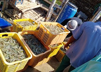 Tambak Udang di Bangkalan Diserang Penyakit, Pemilik Rugi Hingga Ratusan Juta Rupiah